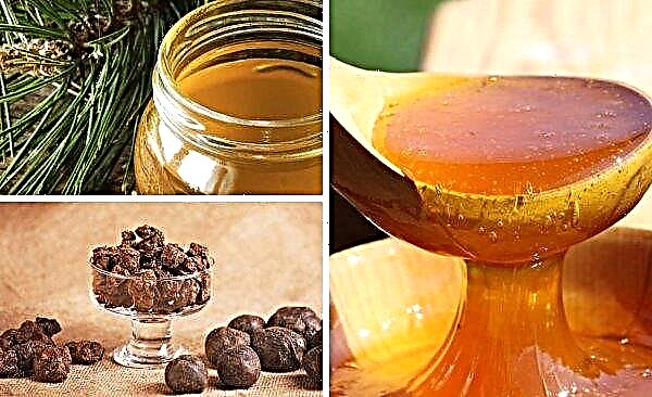 Honey with resin (cedar honey): useful properties, contraindications, how to take