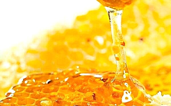 Quanto mel você pode comer por dia sem prejudicar a saúde: normas e características do consumo