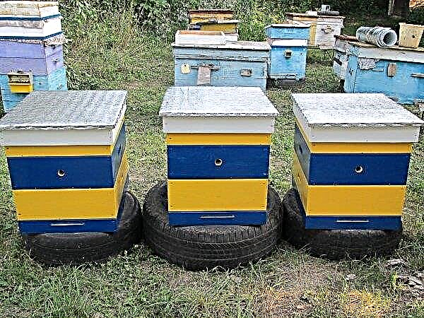 Hives melukis: apakah ada kebutuhan, apa dan kapan melukis, cat dan warna yang disarankan, kiat melukis, video