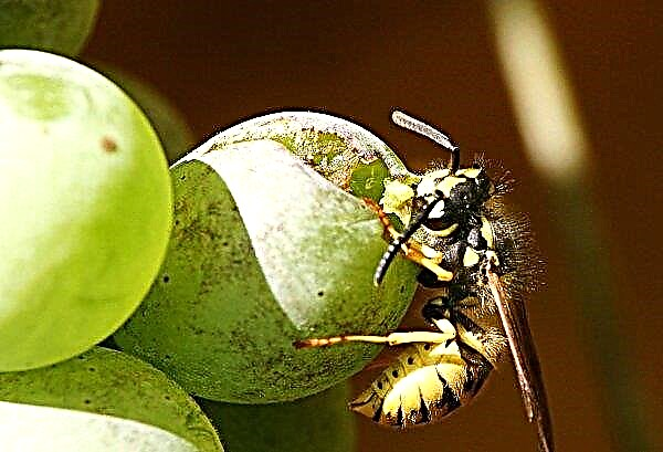 What do wasps do and why are they needed in nature, what benefits do they bring, harm from wasps, do plants pollinate