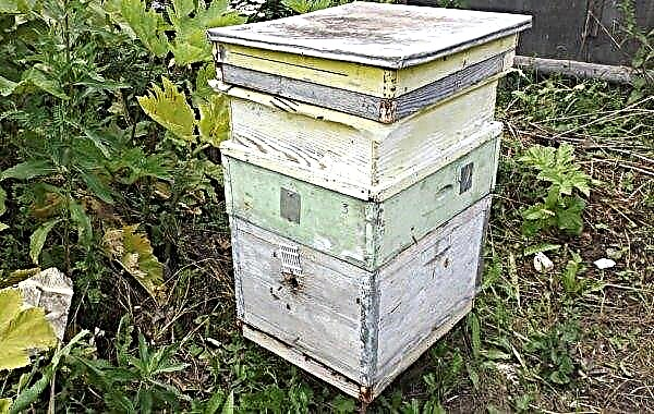 Two-uterine beekeeping: features and technology of keeping two uterus, video