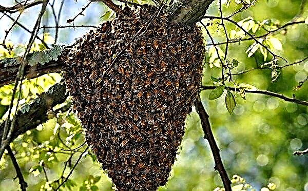 Bienenanatomie: Beschreibung, Eigenschaften und strukturelle Merkmale der Organe, Foto