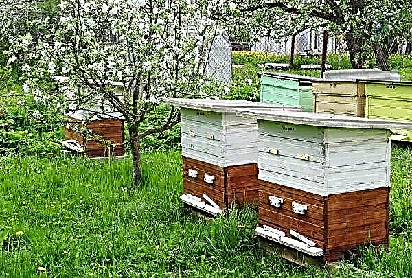 Haus für Bienen: Typen, Designmerkmale, Anforderungen, wie man ein Haus mit eigenen Händen baut