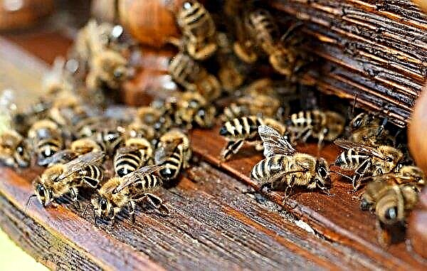 Apiculture uralienne: technologies apicoles, types de ruches uraliennes, méthodes apicoles