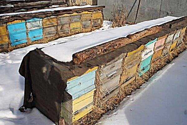 Isolation des ruches pour l'hiver à l'extérieur: comment recouvrir d'une feuille isolante et de polystyrène, quand et si le faire, photo, vidéo