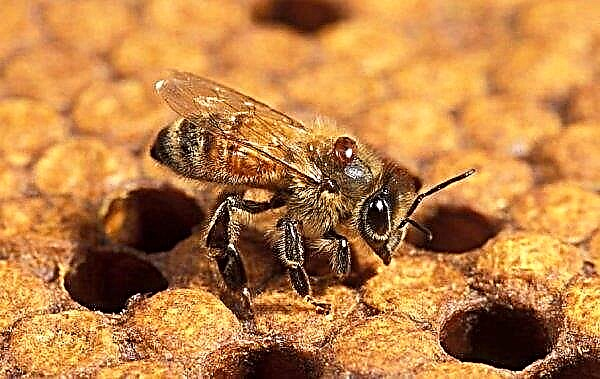 داء النحل: علامات وطرق العدوى ، العلاج بالأدوية والعلاجات الشعبية ، الصورة