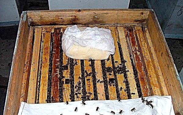 Como fazer candi para alimentar abelhas no inverno - receita e proporções