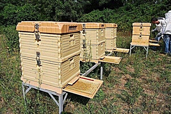 Behandling af bier fra et flåt: med et varmekammer eller en røgpistol i efteråret, vinteren eller foråret ved hjælp af medicin og folkemiddel