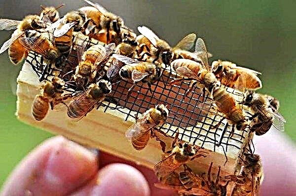 Die Bienenkönigin: eine Beschreibung ihres Aussehens, ihrer Zucht und Entwicklung, Fotos, Videos
