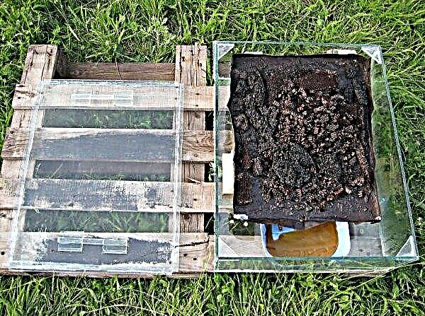 How to make a solar wax refinery for an amateur apiary do-it-yourself drawings