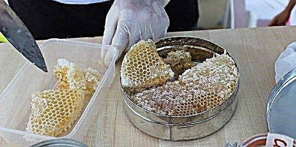 كيفية تخزين أقراص العسل مع العسل في المنزل: الميزات وقواعد التخزين في المنزل