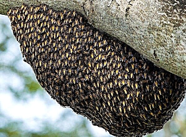 Arı ve yaban arısı: görünüm, özellikler ve açıklamalar, fotoğraflar arasındaki farklar nelerdir