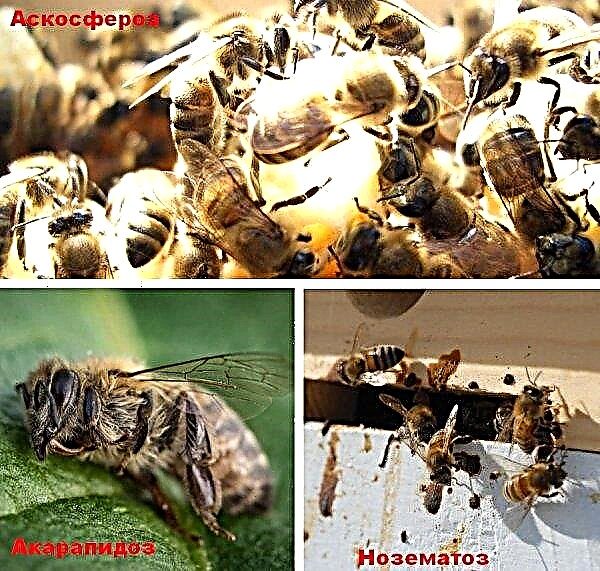النحل في الربيع: ميزات الرعاية ، نصائح لمربي النحل المبتدئين ، الفيديو