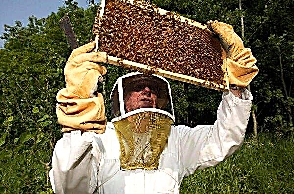 لماذا تموت النحلة بعد أن تلدغ الإنسان ، كم عدد الأرواح بعد اللدغة؟
