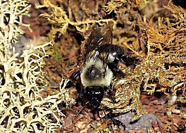 Earth bees: description and photo, how to get honey in the ground