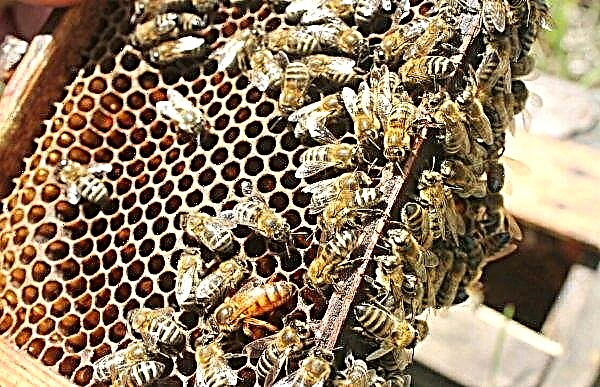 Bee buckfast: characteristics and features, advantages and disadvantages of the breed, maintenance and care, photo, video