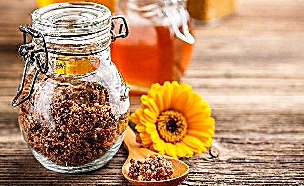 Is it possible to chew propolis in its pure form: the benefits and harms, in which diseases