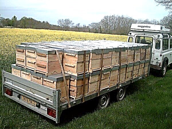 Transportation of bees: features, preparation, creation of comfortable conditions for insects
