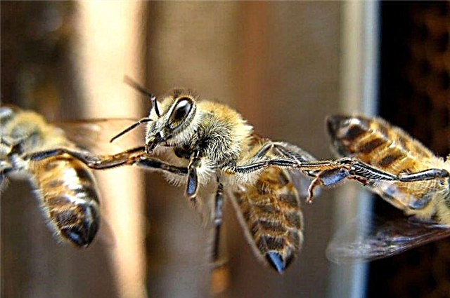 O que atrai abelha na casa