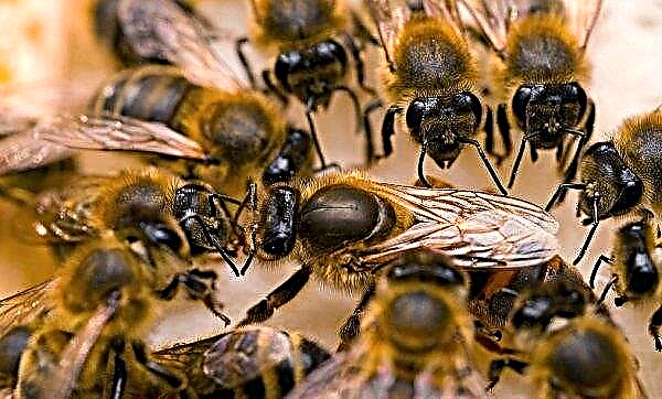 Wie die Bienen ihren Weg nach Hause finden und die Bienen im Raum orientieren