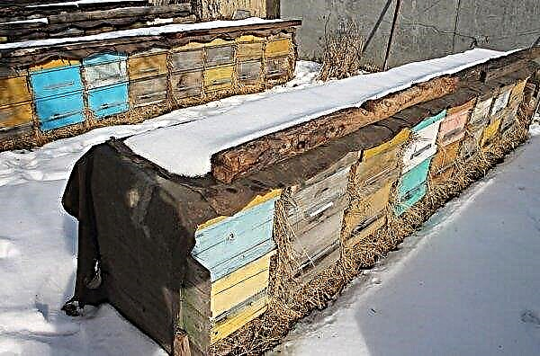 Club d'abeilles: mouvement au printemps et pendant l'hivernage, température optimale, emplacement, pourquoi ne pas aller au club, photos, vidéo