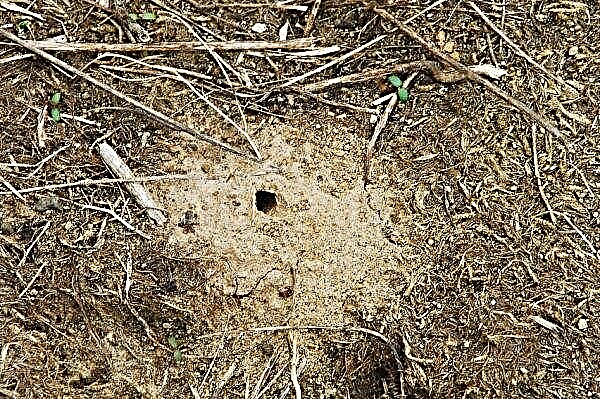 Čebelji (hornet) volk: nevarnost za čebelnjak in ljudi, fotografija