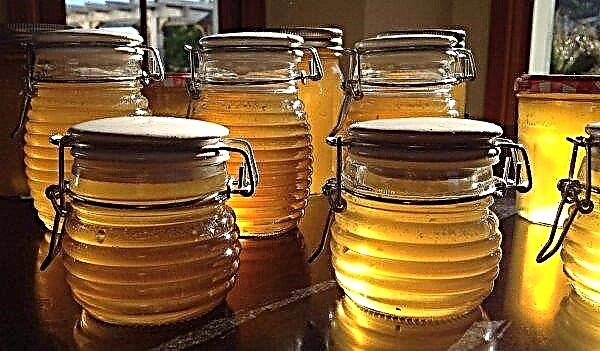 Qual mel é melhor - tília ou flor? Como distinguir, as melhores variedades, contra-indicações para uso, regras de armazenamento