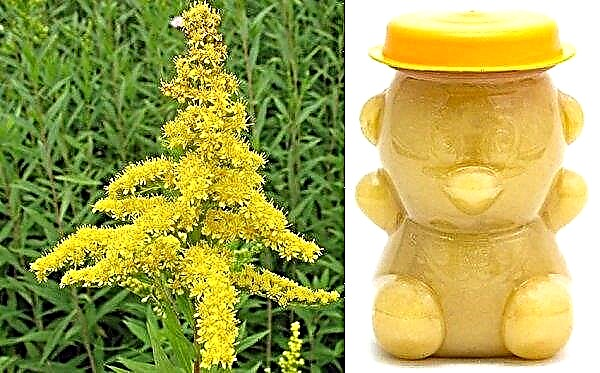 Goldenrod-hunaja: hyödylliset ominaisuudet ja vasta-aiheet, kuvaus ja ominaisuudet, normit ja käytön säännöt