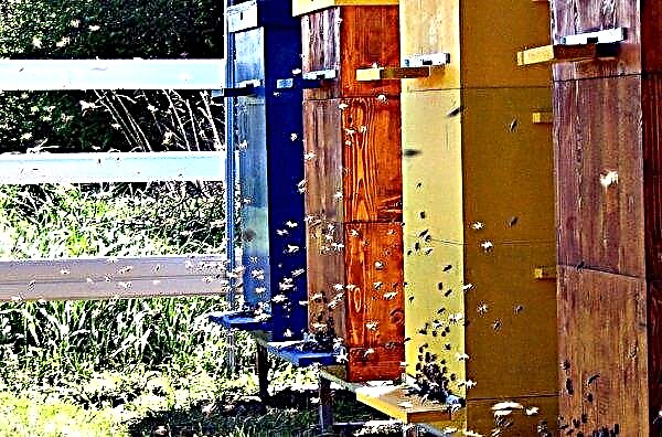 Kaip pavasarį pasidaryti bičių klojimą: paprasti būdai, be gimdos, vaizdo įrašas