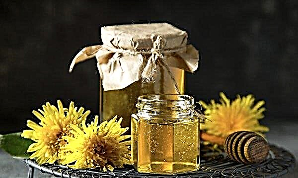 How to cook honey from dandelions: the best recipes, step by step instructions, photos, video