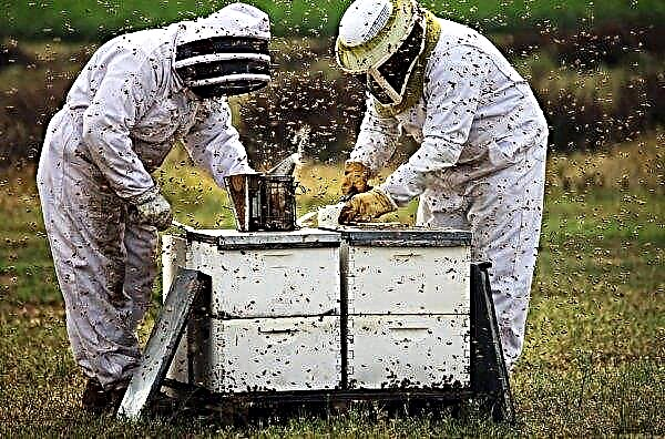 Wie man mit eigenen Händen ein Bienenhaus baut: wie man baut, entwirft und herstellt