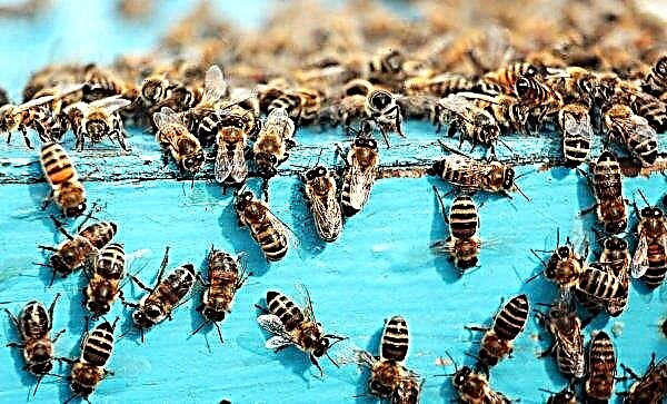 Hogyan lehet megszabadulni a szomszédoktól vagy a vad méhektől: pénzeszközök a ház falán, az országban, az oldalon