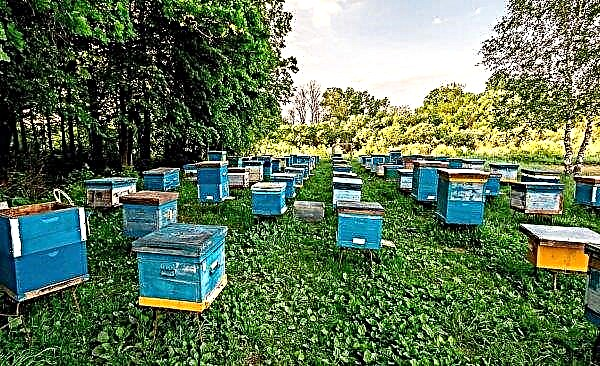 Was ist ein Bienenhaus: Bestimmen, wie viel Honig erhalten werden kann, Fotos, Video