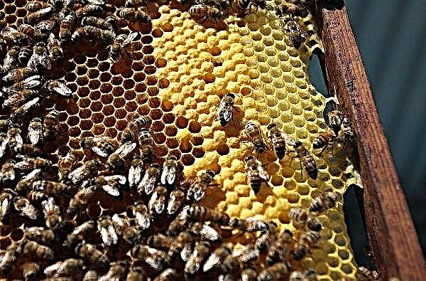 Hogyan kapnak a méhek a méz: a folyamat leírása és a termékkészítés funkciói, fotók, videók