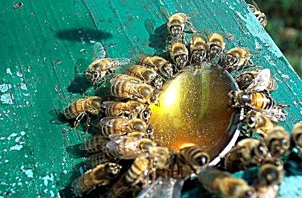 꿀벌을위한 반전 (반전) 시럽 : 레시피, 양봉에 사용