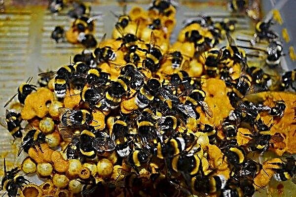 تربية النحل الطنان في المنزل: لماذا ولدت ، وجعل النحل النحل بيديك وقواعد وضعها
