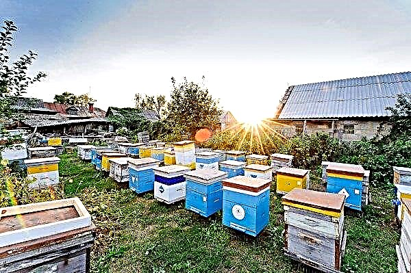 どのハイブが優れているか：種、選択基準、TOP-4の最適なオプション、初心者養蜂家のためのヒント