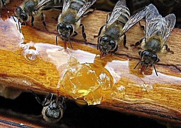 Überwinternde Bienen im Keller: Features, ein Tagebuch mit Bienenbesuchen, Ratschläge von Imkern