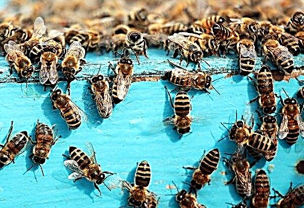 Kerja musim bunga di penternakan: kerja bertahap, pengembangan sarang, nasihat peternak lebah