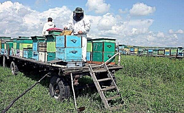 Apiary on wheels: features, advantages and disadvantages, how to do it yourself or choose a finished one, video