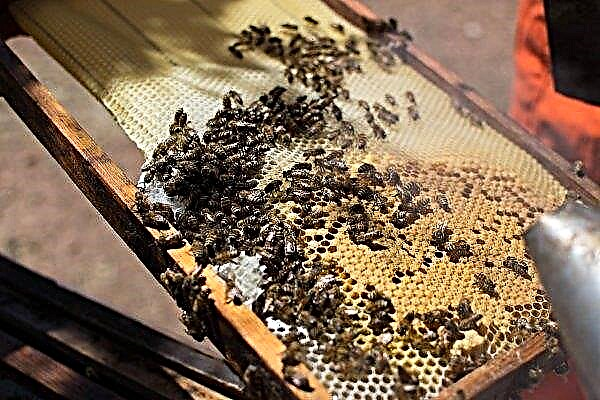 Enfermedades de las abejas: signos, diagnóstico, tratamiento y prevención, foto