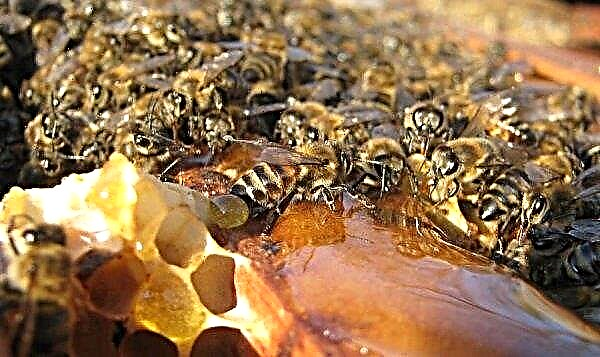 Xarope de açúcar para abelhas: datas de alimentação no outono, inverno e primavera, como cozinhar, proporções e proporções