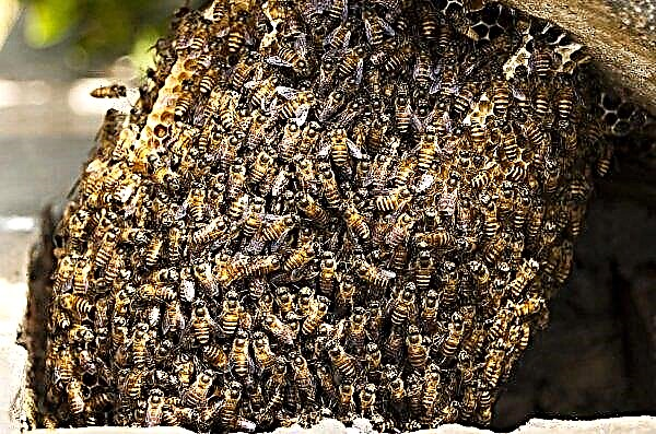Was die Biene atmet, dank dem die Bienen atmen: Atmungsorgane, Bienenatmungssystem