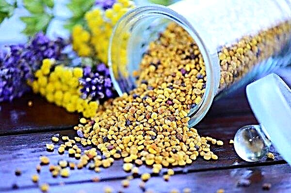 Bee pollen: description and healing properties, how to take, photo