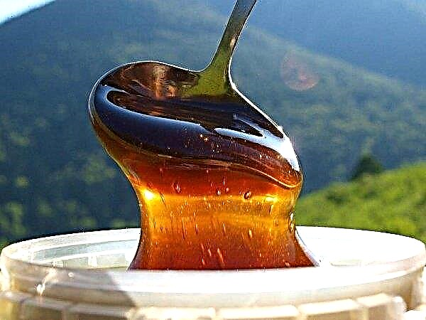 Angelica honning: medisinske egenskaper, fordeler og skader, indikasjoner og kontraindikasjoner for bruk, kjemisk og vitaminsammensetning, foto