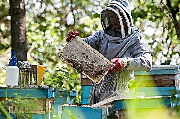 Überwinternde Bienen in einem Gewächshaus aus Polycarbonat: Organisation von Wartung, Pflegefunktionen und Video