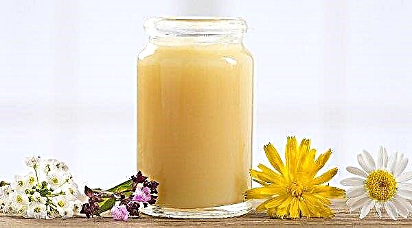 غذاء ملكات النحل: الخصائص الطبية ، وكيفية تناولها بشكل صحيح ، والفوائد وموانع ، الصورة