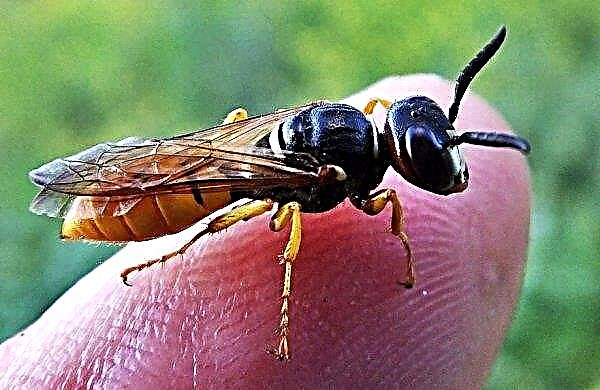 Wespensteek: laat het na de beet waar het is, hoe vaak het kan steken, foto