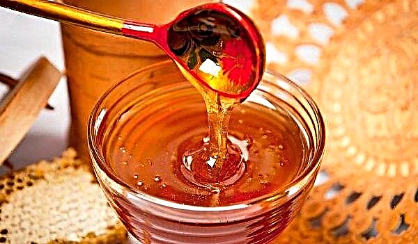 Por qué se forma espuma blanca en la miel: qué es, los motivos de la formación de espuma, los beneficios y los daños de la espuma