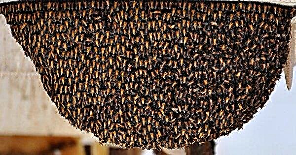 Lebah Himalaya: deskripsi dan karakteristik, jenis, ukuran, madu